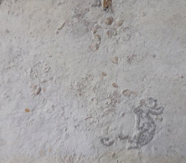 Hibolithes semisulcatus (M�NSTER 1830) - Bild &copy; FossNet FossilienStore